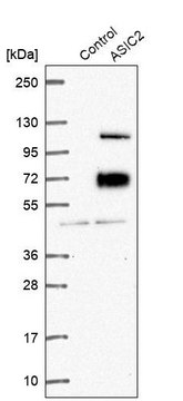 Anti-ASIC2 antibody produced in rabbit