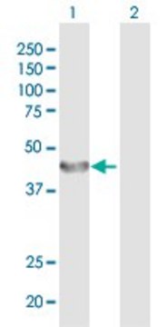 Anti-ALG2 antibody produced in rabbit
