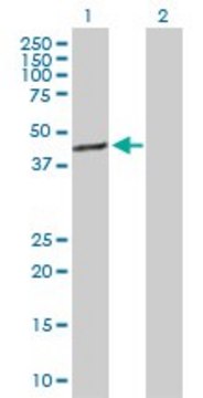 Anti-TFB1M antibody produced in rabbit