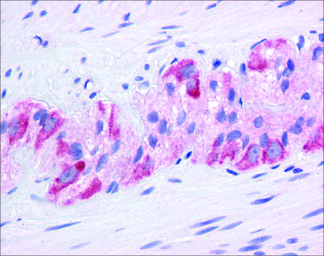 Anti-HSP90AA1 (ab2) antibody produced in
