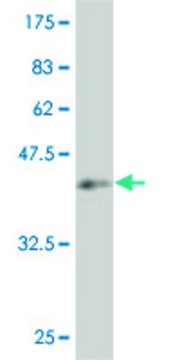 ANTI-SMAD4 antibody produced in mouse