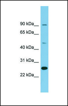 Anti-LRRC49, (N-terminal) antibody produced in