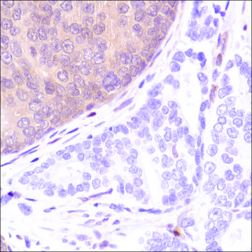 Anti-PTEN antibody, Rabbit monoclonal