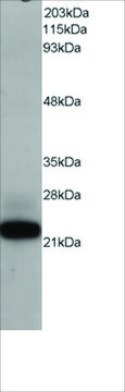 Anti-MAX antibody produced in goat