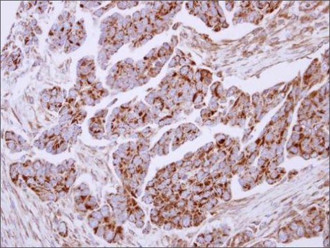 Anti-LTF antibody produced in rabbit
