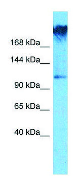 Anti-WDR7 (C-terminal) antibody produced in