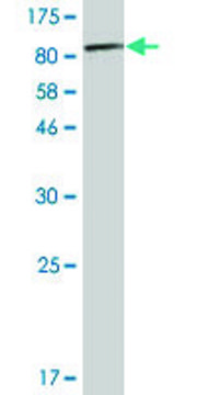 Monoclonal Anti-PKM2 antibody produced in