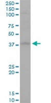 Monoclonal Anti-STYK1 antibody produced in