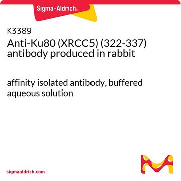 Anti-Ku80 (XRCC5) (322-337) antibody produced