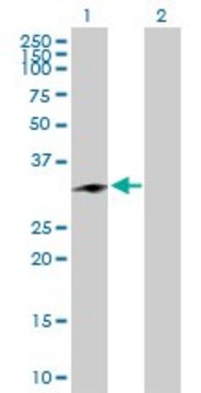 Anti-CHMP1A antibody produced in rabbit