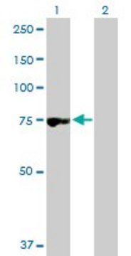 Anti-RNPEP antibody produced in rabbit