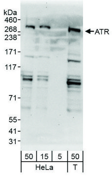 Rabbit anti-ATR Antibody, Affinity Purified