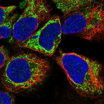 Anti-KLHL29 antibody produced in rabbit