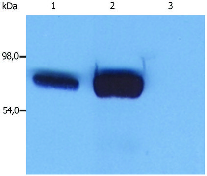 Monoclonal Anti-SLP76 antibody produced in