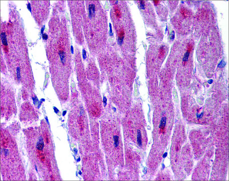 Anti-RBM24 antibody produced in rabbit