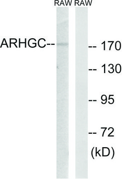 Anti-ARHGEF12 antibody produced in rabbit