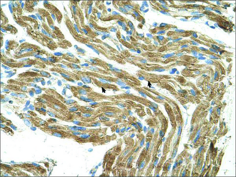 Anti-HAL antibody produced in rabbit