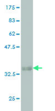 Monoclonal Anti-RNF125 antibody produced in