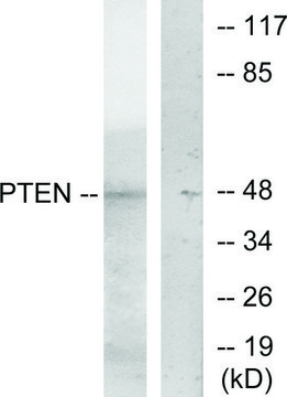 Anti-PTEN antibody produced in rabbit
