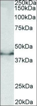 Anti-Dcx antibody produced in goat