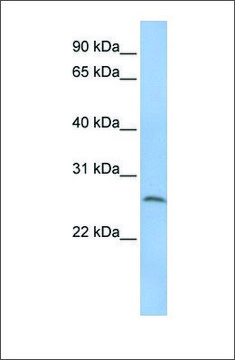 Anti-ELA1 antibody produced in rabbit