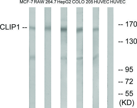 Anti-CLIP1, C-Terminal antibody produced in