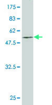 Monoclonal Anti-EGFL7 antibody produced in