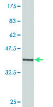 ANTI-POU6F1 antibody produced in mouse
