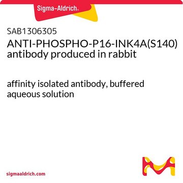 ANTI-PHOSPHO-P16-INK4A(S140) antibody produced in rabbit