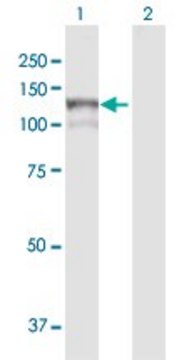 Anti-MAN2B1 antibody produced in rabbit