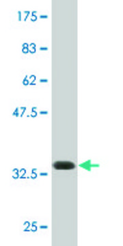 Monoclonal Anti-ATP8B4 antibody produced in