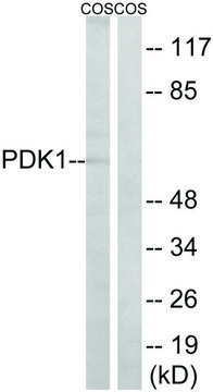 Anti-PDK1, N-Terminal antibody produced in