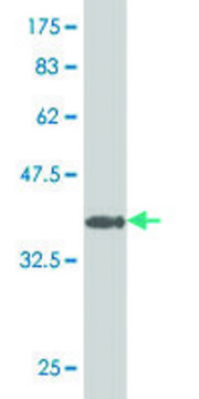 ANTI-HD antibody produced in mouse