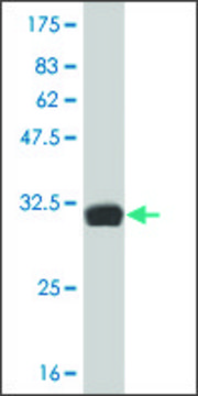 ANTI-HES2 antibody produced in mouse