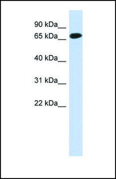 Anti-C1ORF65, (N-terminal) antibody produced in