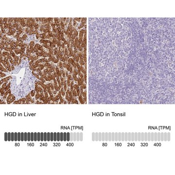 Anti-HGD antibody produced in rabbit