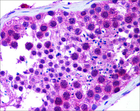 Anti-HDAC6 antibody produced in rabbit