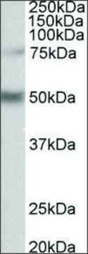 Anti-ULK3 (C-terminal) antibody produced in