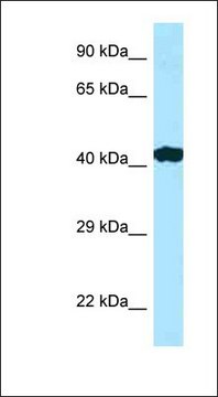 Anti-RILP antibody produced in rabbit