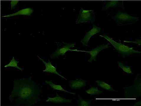 Monoclonal Anti-PURA antibody produced in