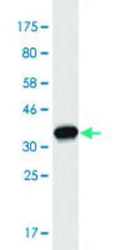 Monoclonal Anti-FBN2 antibody produced in