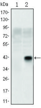 Monoclonal Anti-OLIG2 antibody produced in