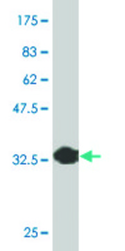 Monoclonal Anti-PTF1A, (C-terminal) antibody produced