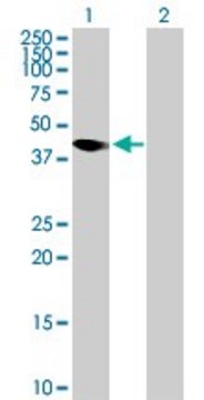 Anti-AMICA1 antibody produced in mouse