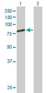 Anti-GAS6 antibody produced in rabbit