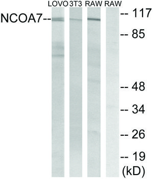Anti-NCOA7 antibody produced in rabbit