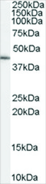 Anti-GATA5 antibody produced in goat