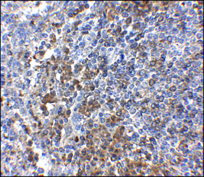 Anti-GPR3 antibody produced in rabbit