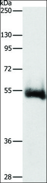 Anti-CHRM4 antibody produced in rabbit