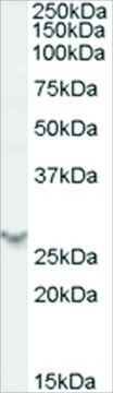 Anti-PSME2 antibody produced in goat